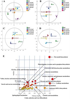 Frontiers | Comprehensive Metabolic Analyses Provide New Insights Into ...